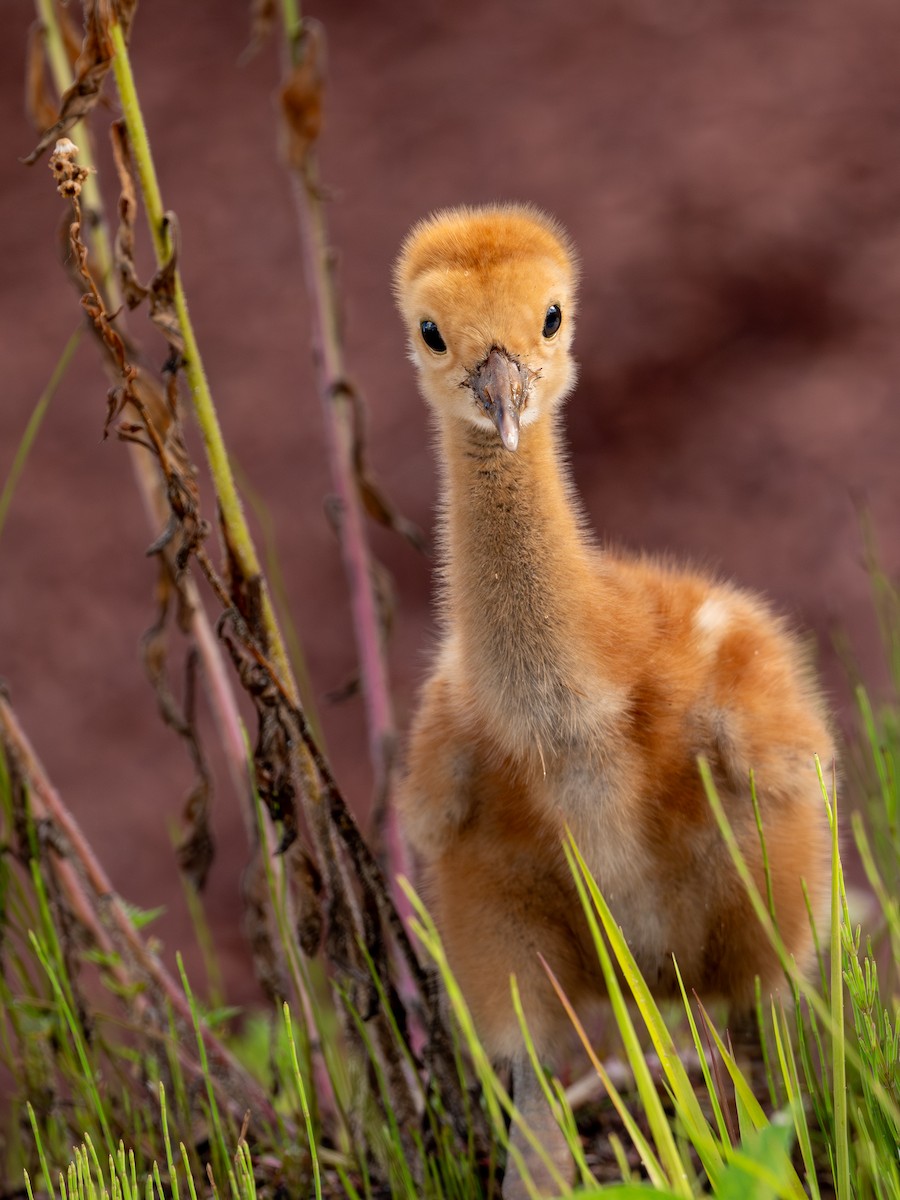 Sandhill Crane - ML621855287