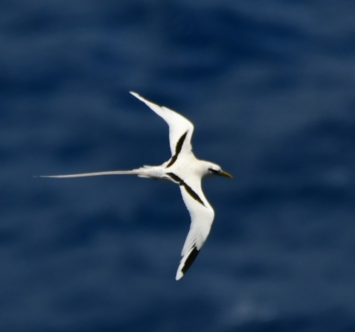 White-tailed Tropicbird - ML621855424