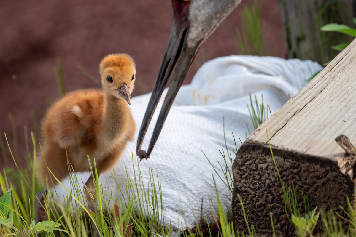 Sandhill Crane - ML621855426