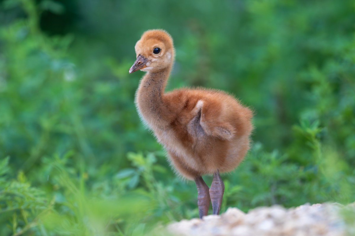 Sandhill Crane - ML621855445