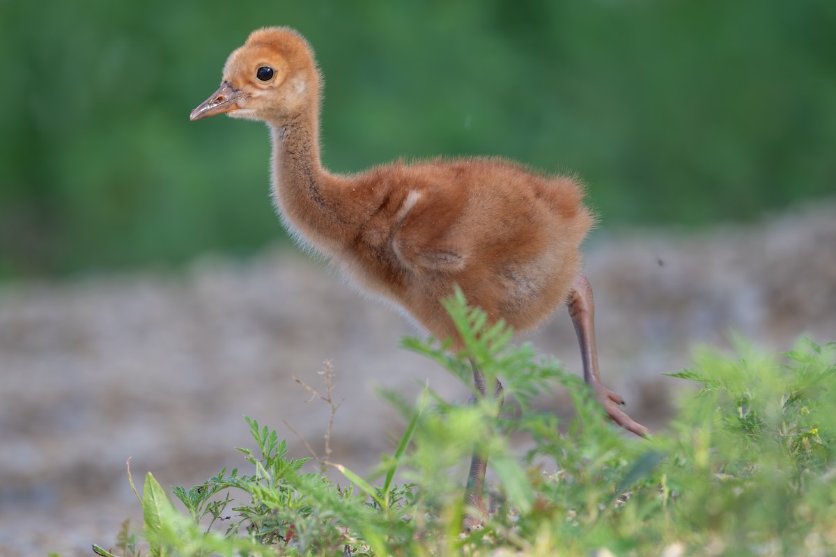 Sandhill Crane - ML621855446