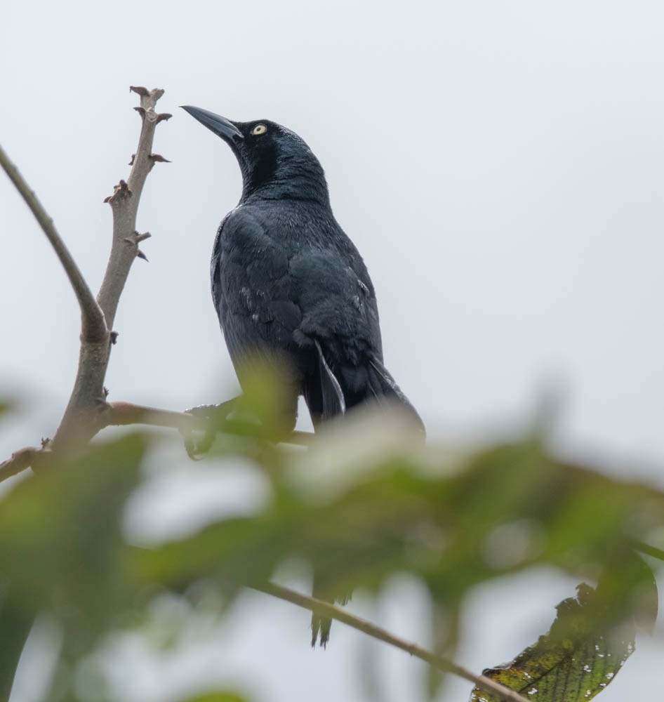 Nicaraguan Grackle - Carlton Cook