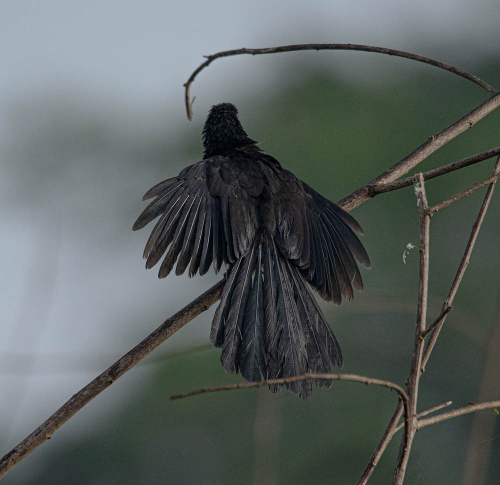 Nicaraguan Grackle - ML621855452