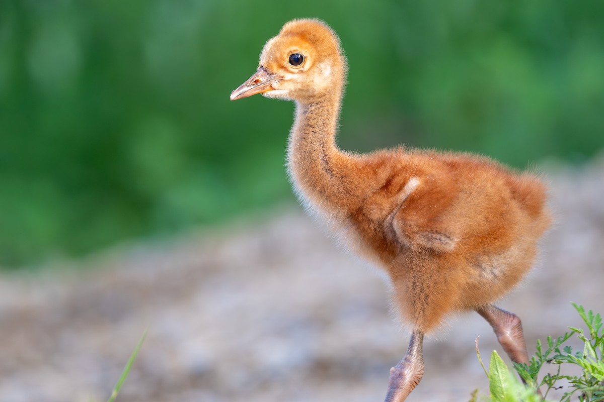 Sandhill Crane - ML621855453