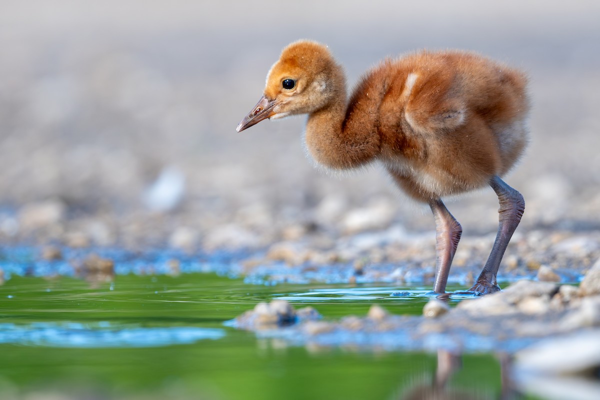 Sandhill Crane - ML621855464