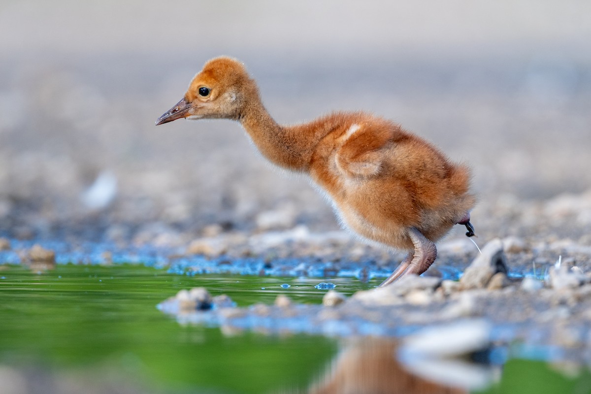 Sandhill Crane - ML621855465