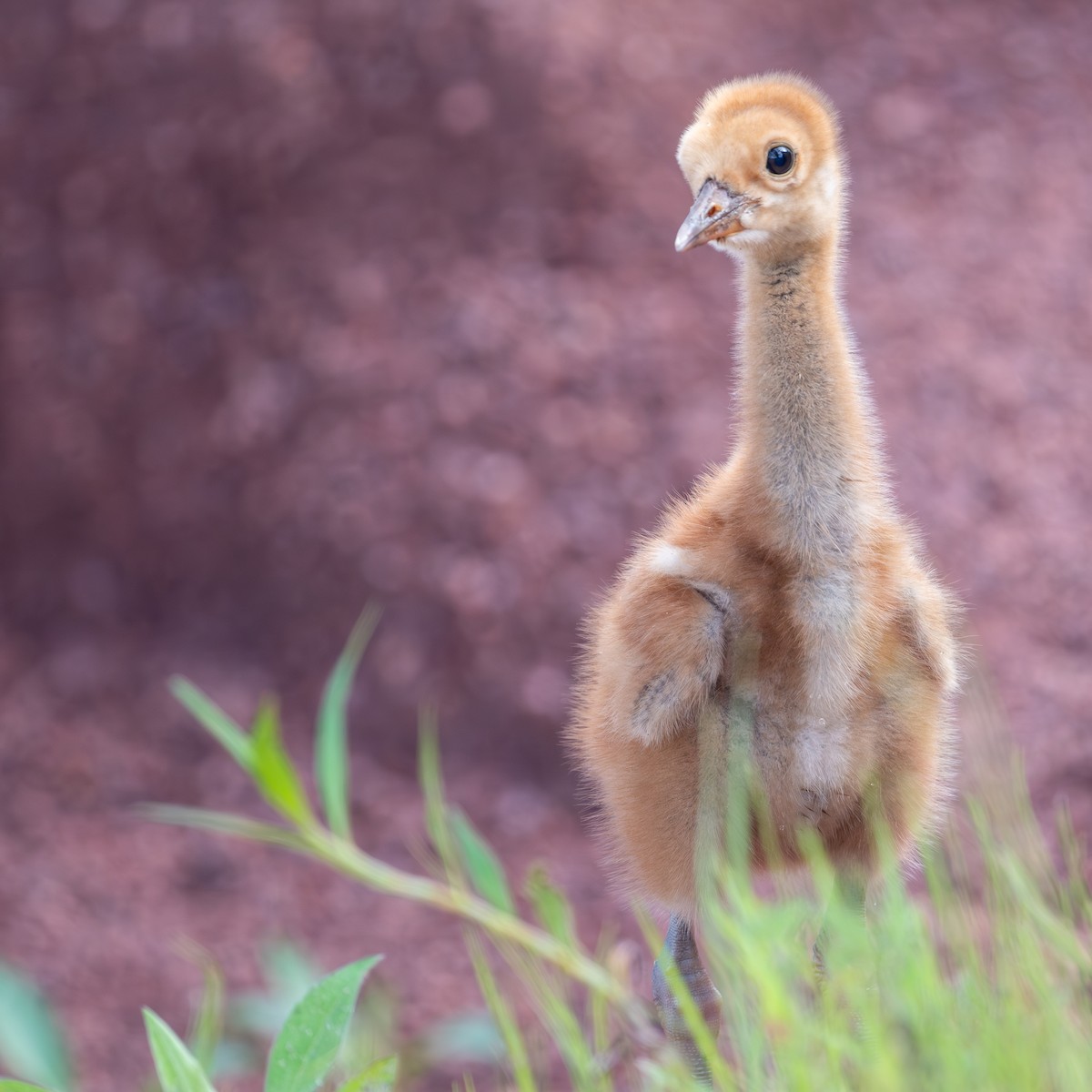 Sandhill Crane - ML621855487