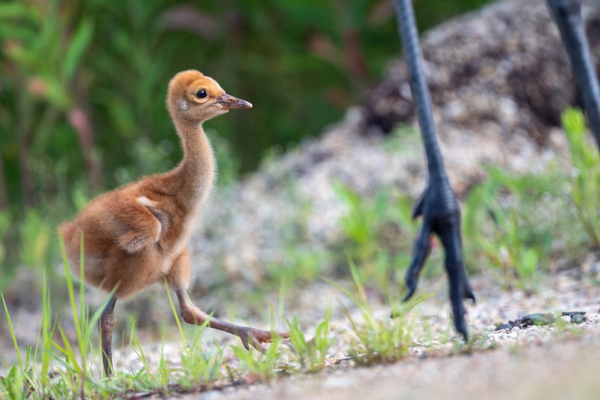 Sandhill Crane - ML621855491