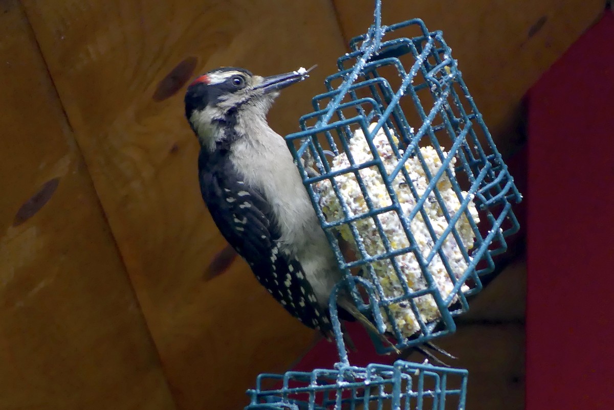 Hairy Woodpecker - Barbara Shepherd