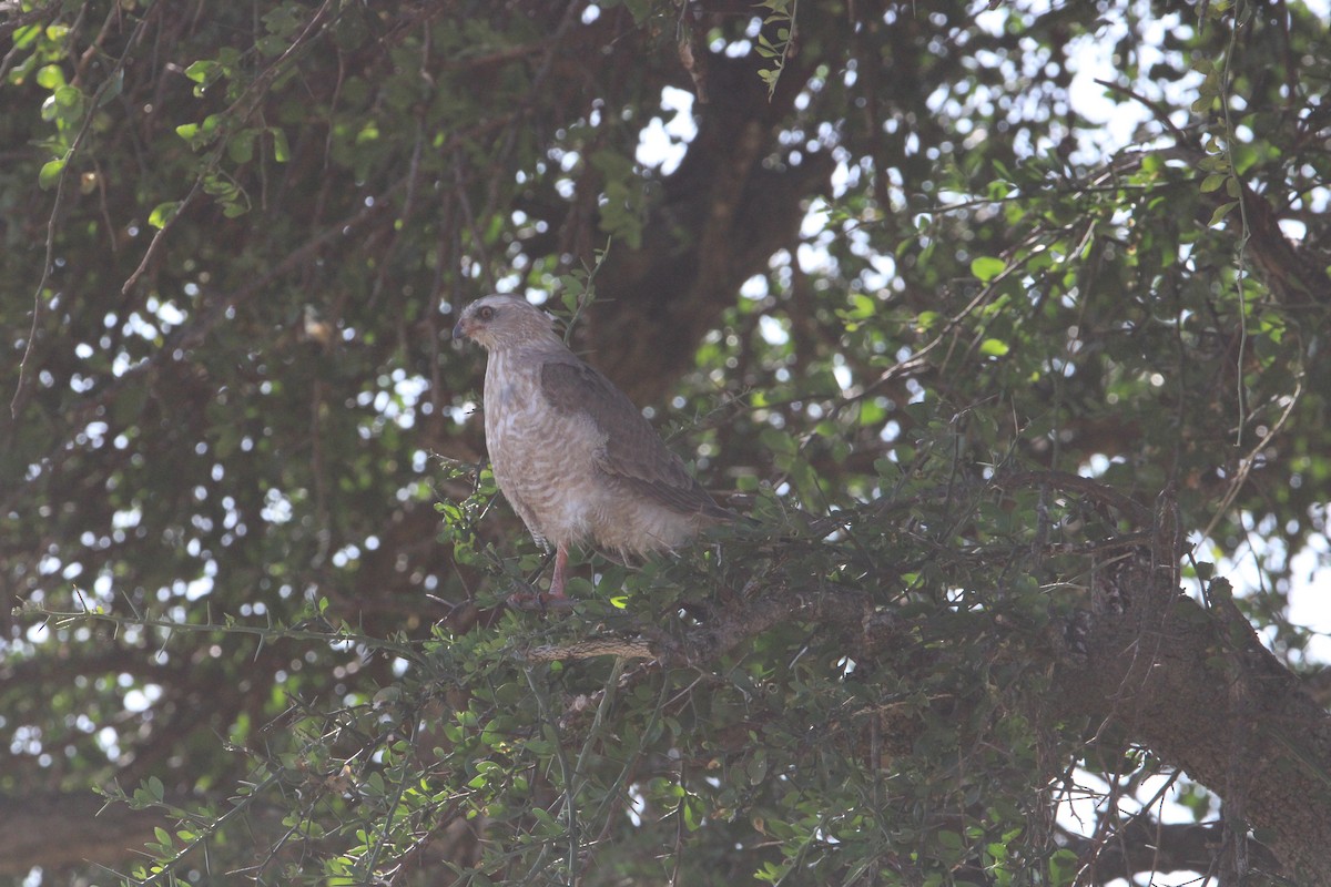 Banded Snake-Eagle - ML621855519