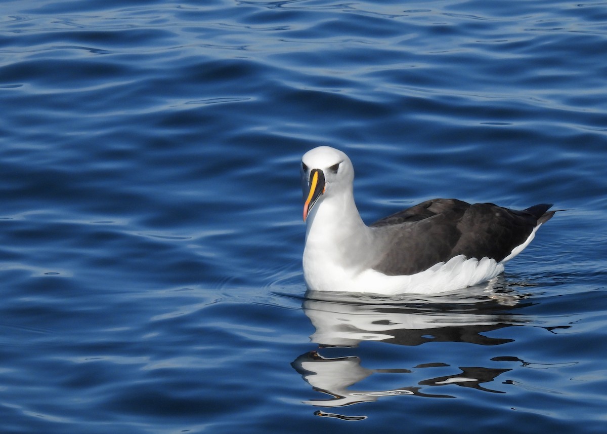 Atlantic Yellow-nosed Albatross - ML621855528