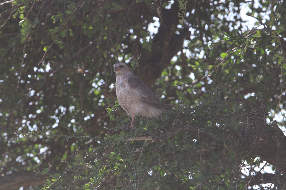 Banded Snake-Eagle - ML621855529