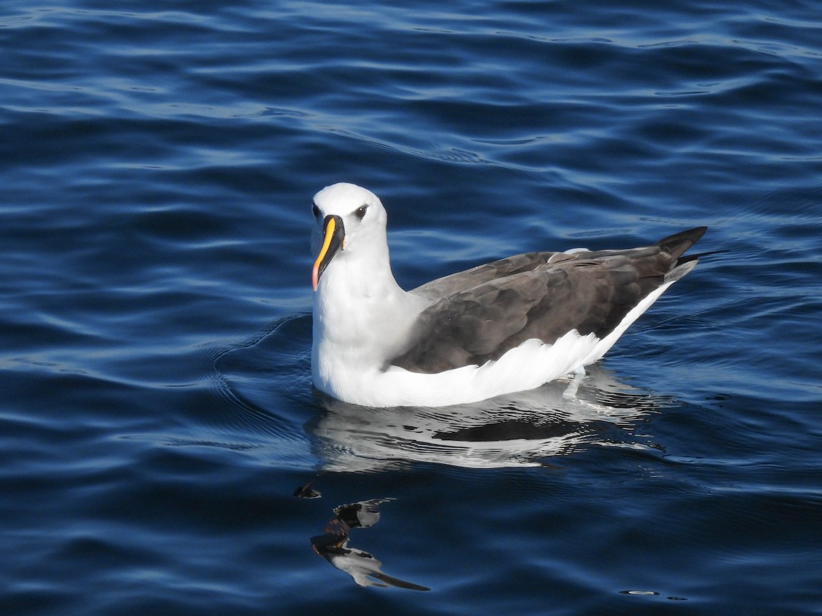 Atlantic Yellow-nosed Albatross - ML621855531