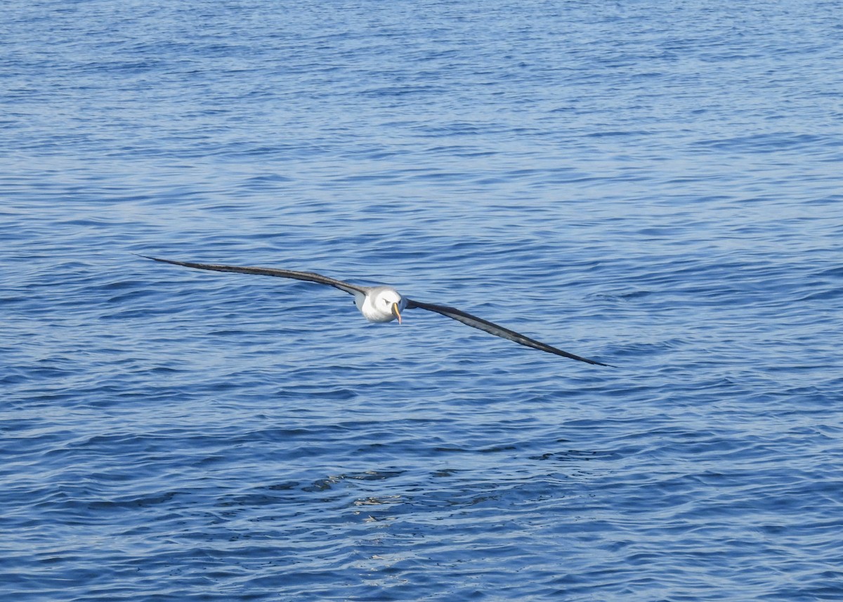 Atlantic Yellow-nosed Albatross - ML621855532