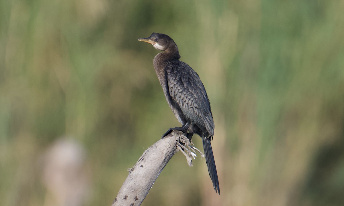 Long-tailed Cormorant - ML621855533