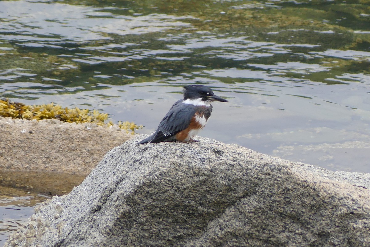 Belted Kingfisher - ML621855544