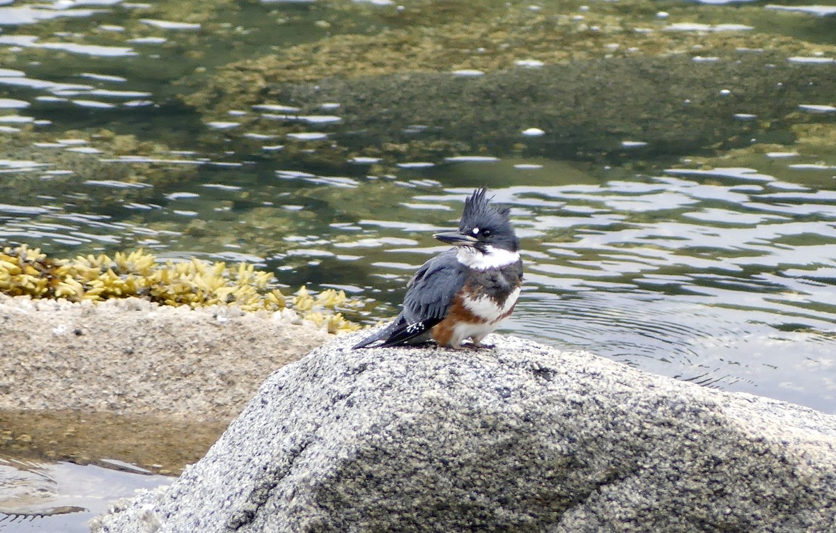 Belted Kingfisher - ML621855556