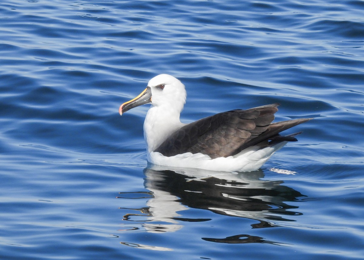 Atlantic Yellow-nosed Albatross - ML621855560