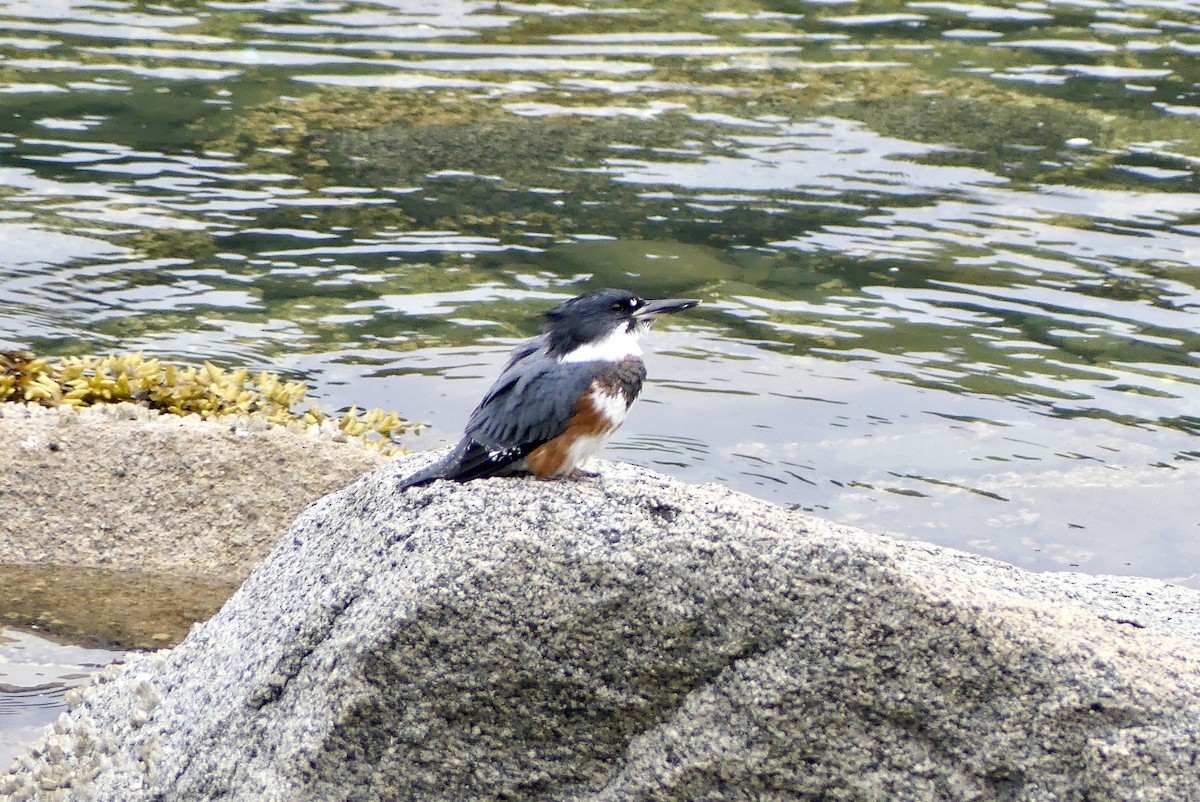 Belted Kingfisher - ML621855607