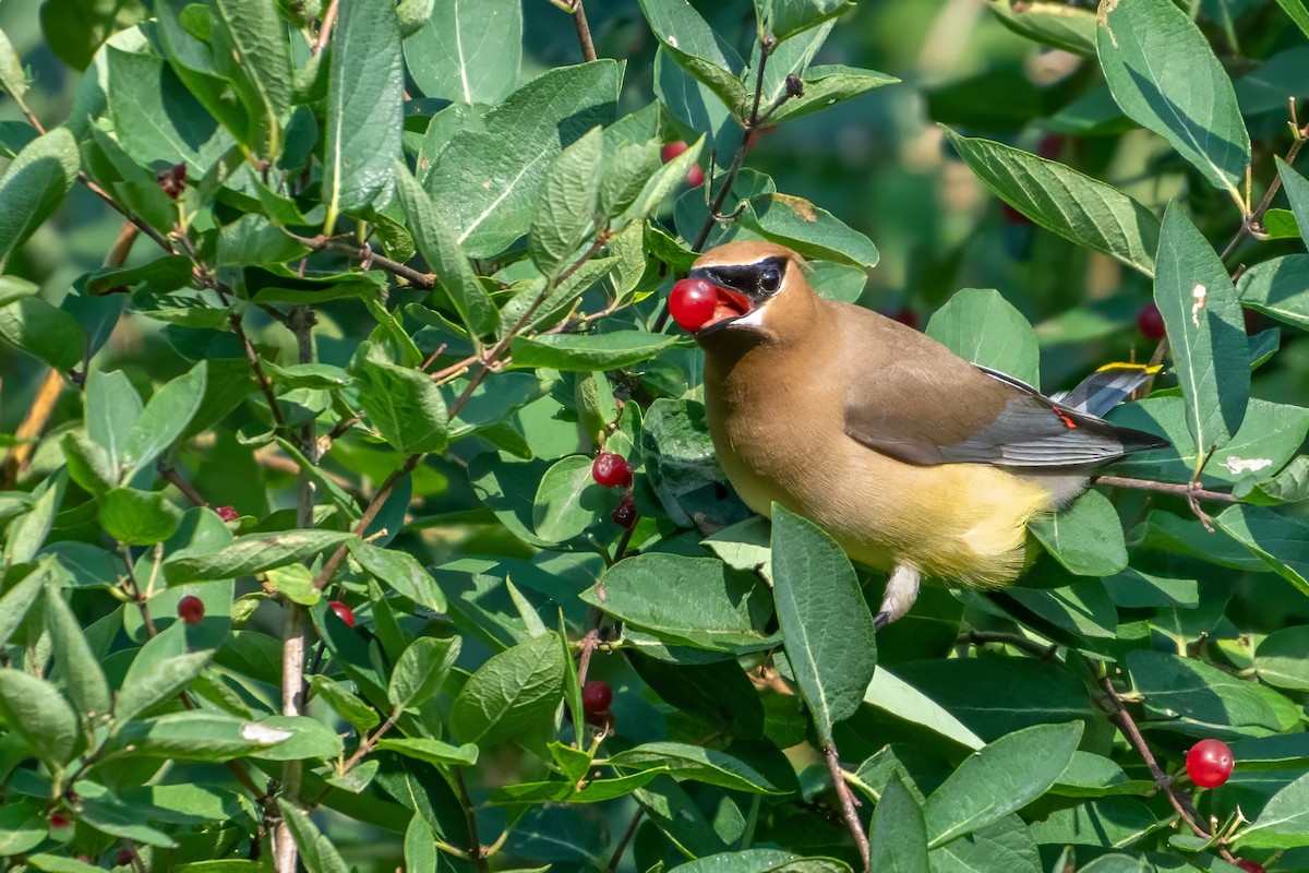 Cedar Waxwing - ML621855618