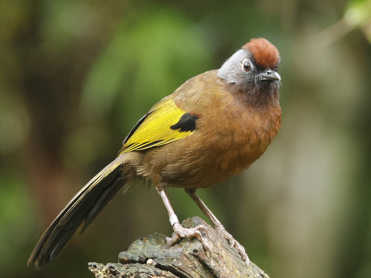 Malayan Laughingthrush - ML621855619