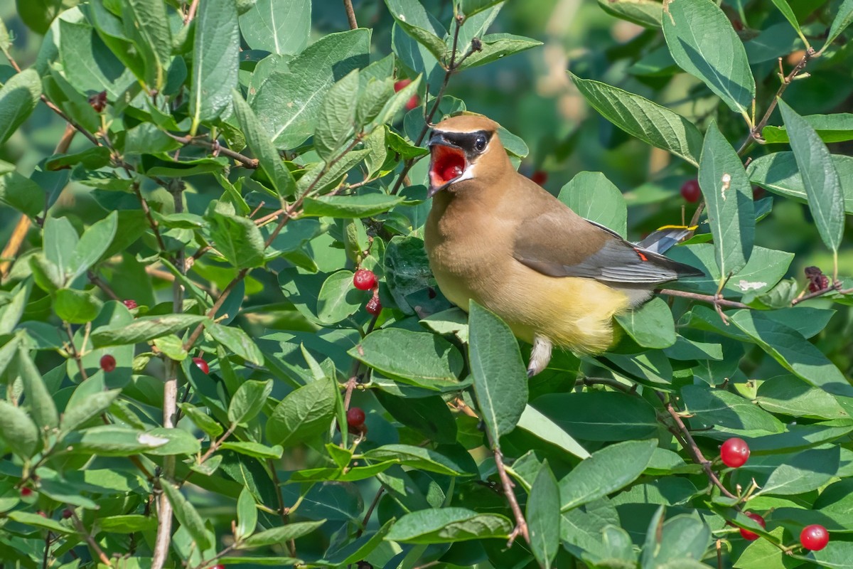 Cedar Waxwing - ML621855621