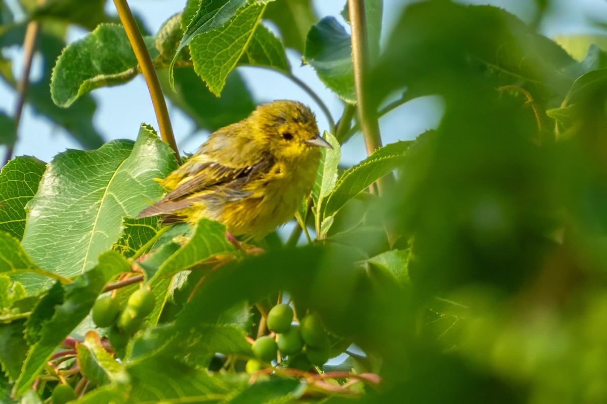 Yellow Warbler - ML621855630