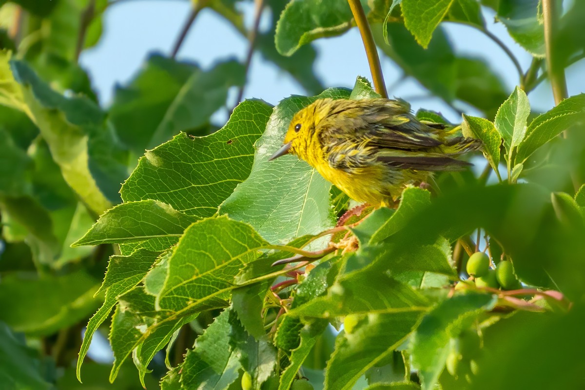 Yellow Warbler - ML621855631