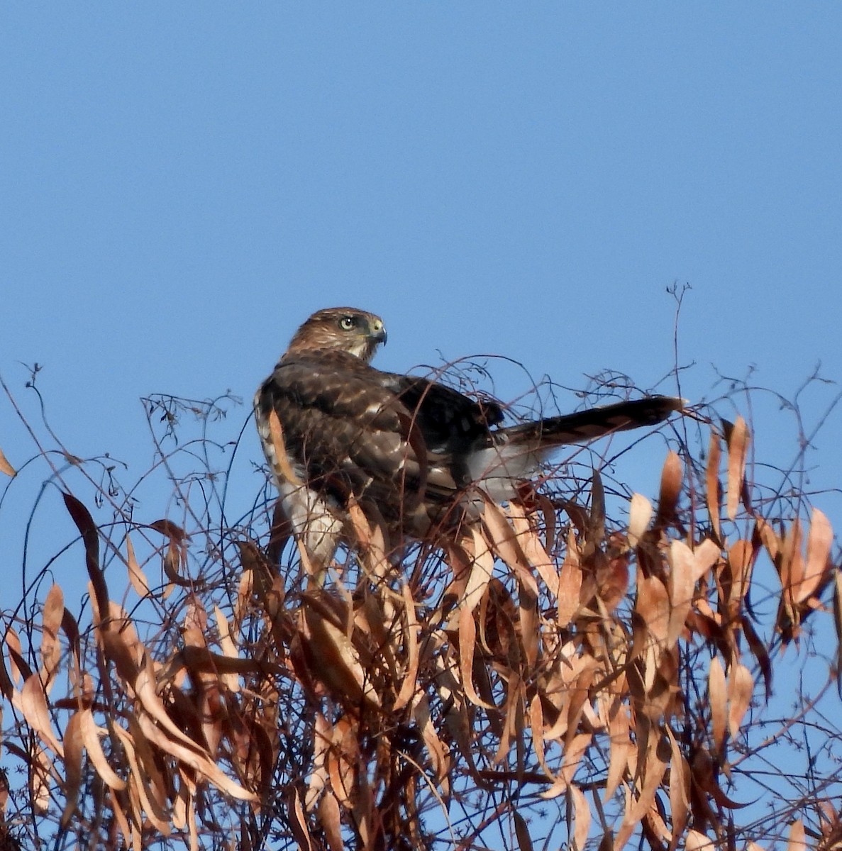 eBird Checklist - 25 Jul 2024 - San Diego Zoo - 16 species