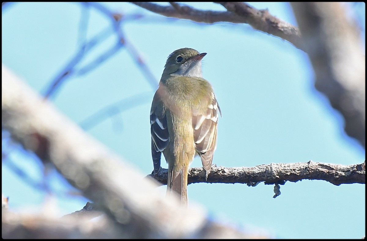 Small-billed Elaenia - ML621855673