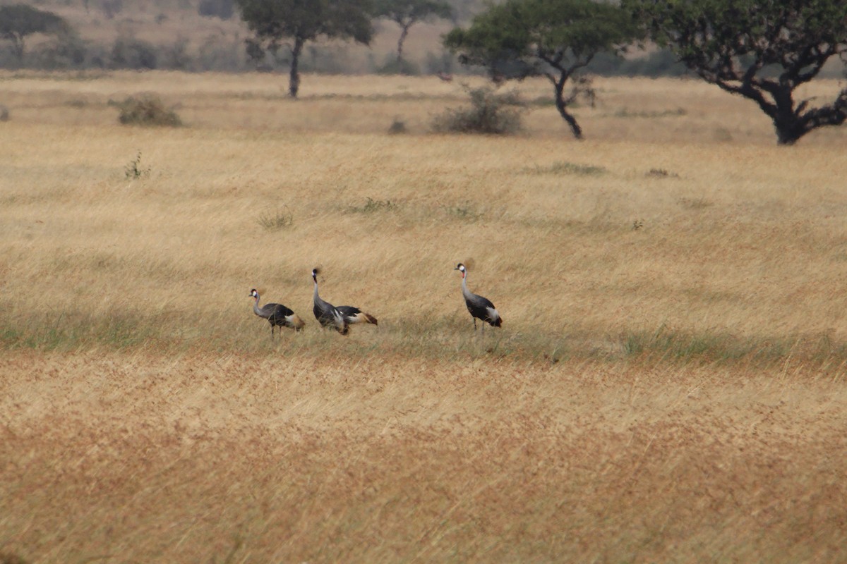 Gray Crowned-Crane - ML621855692