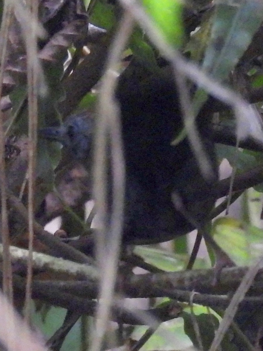 Black-throated Antbird - ML621855732