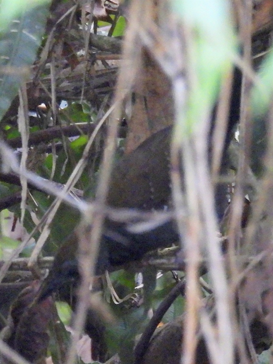 Black-throated Antbird - ML621855734