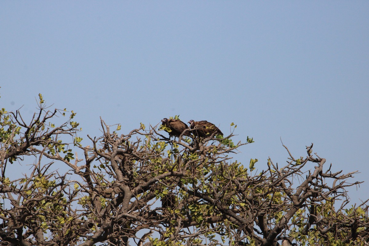 Hooded Vulture - ML621855779