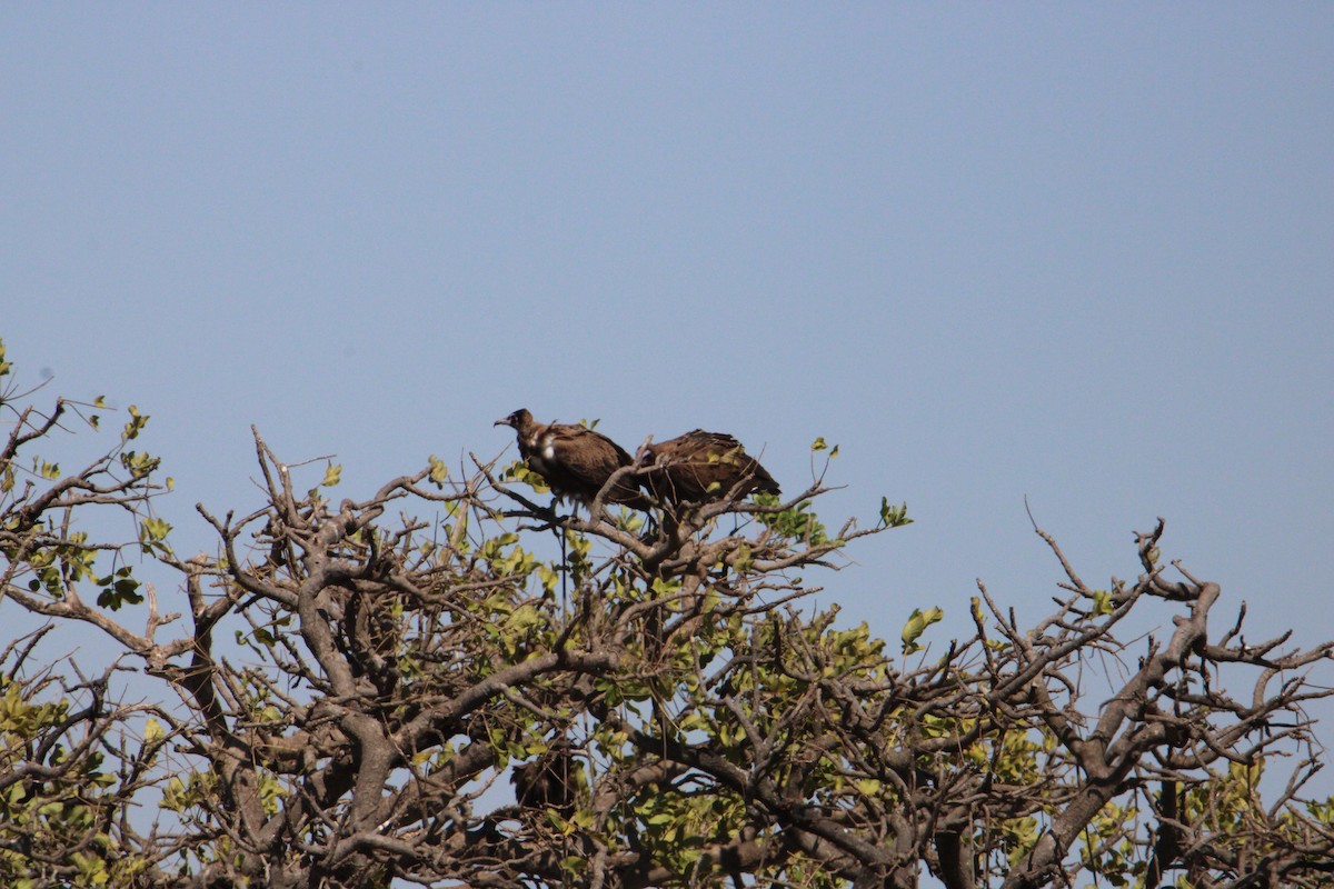 Hooded Vulture - ML621855788