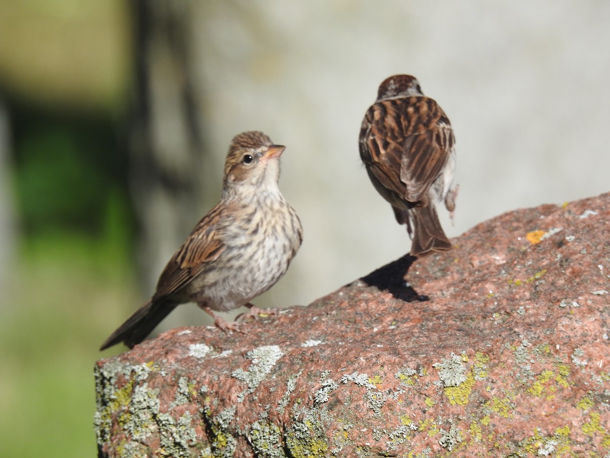 Chipping Sparrow - ML621855805