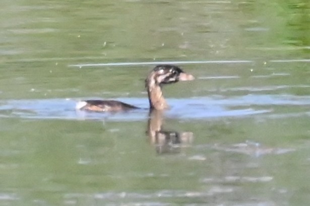 Pied-billed Grebe - Cathy Pasterczyk