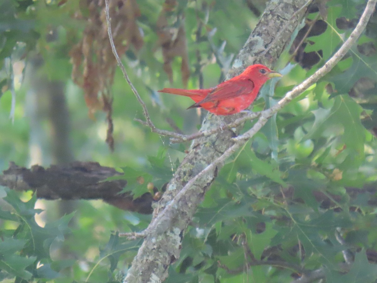 Summer Tanager - ML621855897