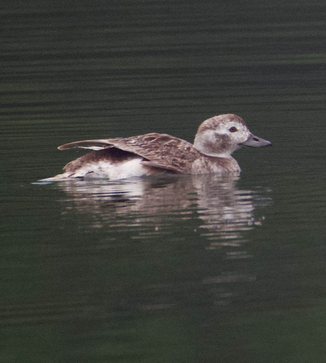 Long-tailed Duck - ML621855929