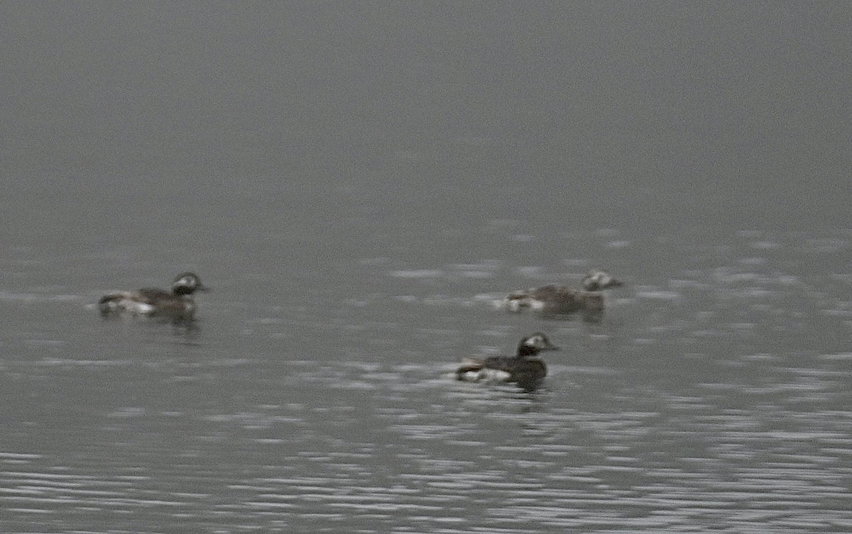 Long-tailed Duck - ML621855930