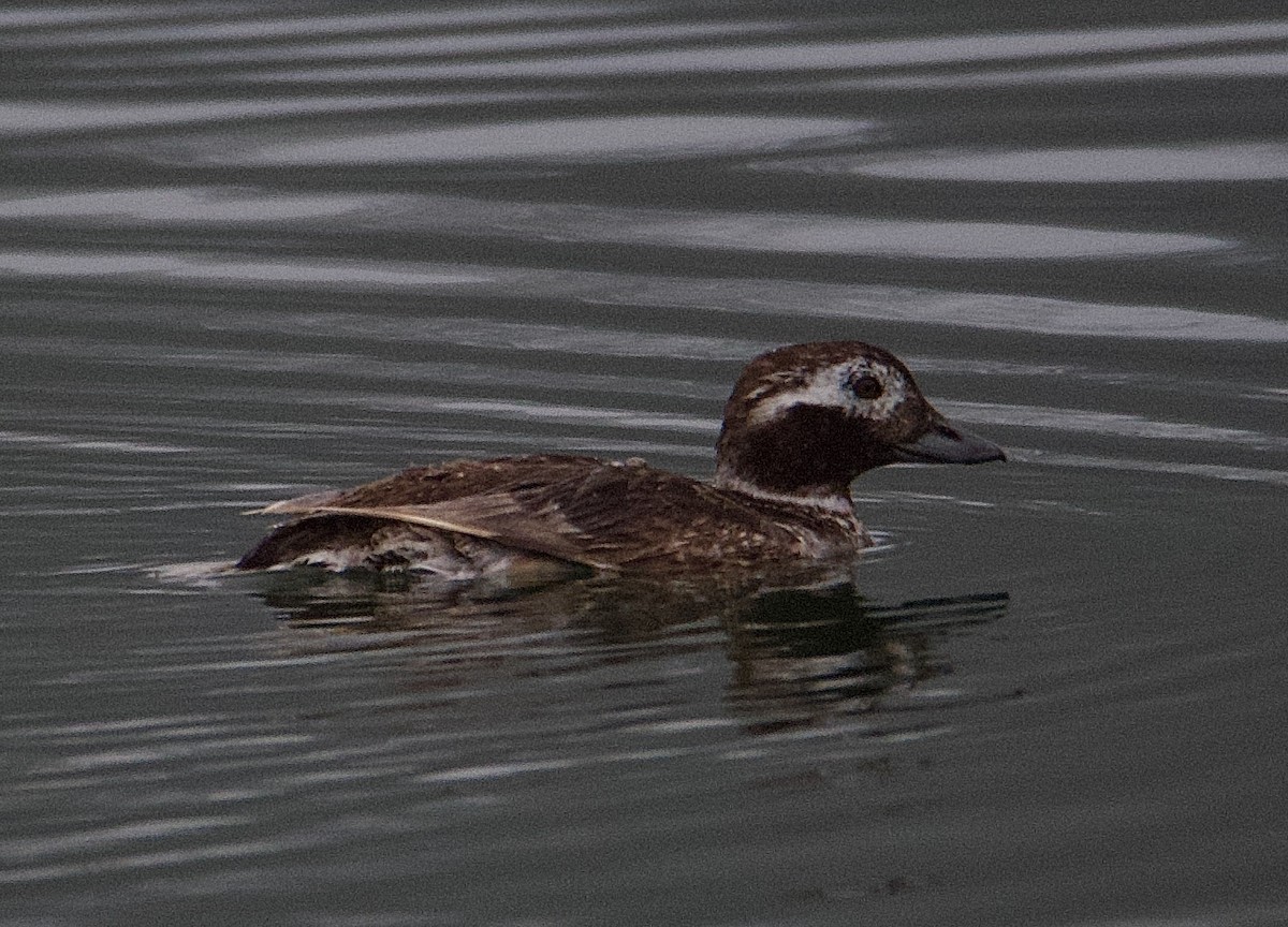 Long-tailed Duck - ML621855931