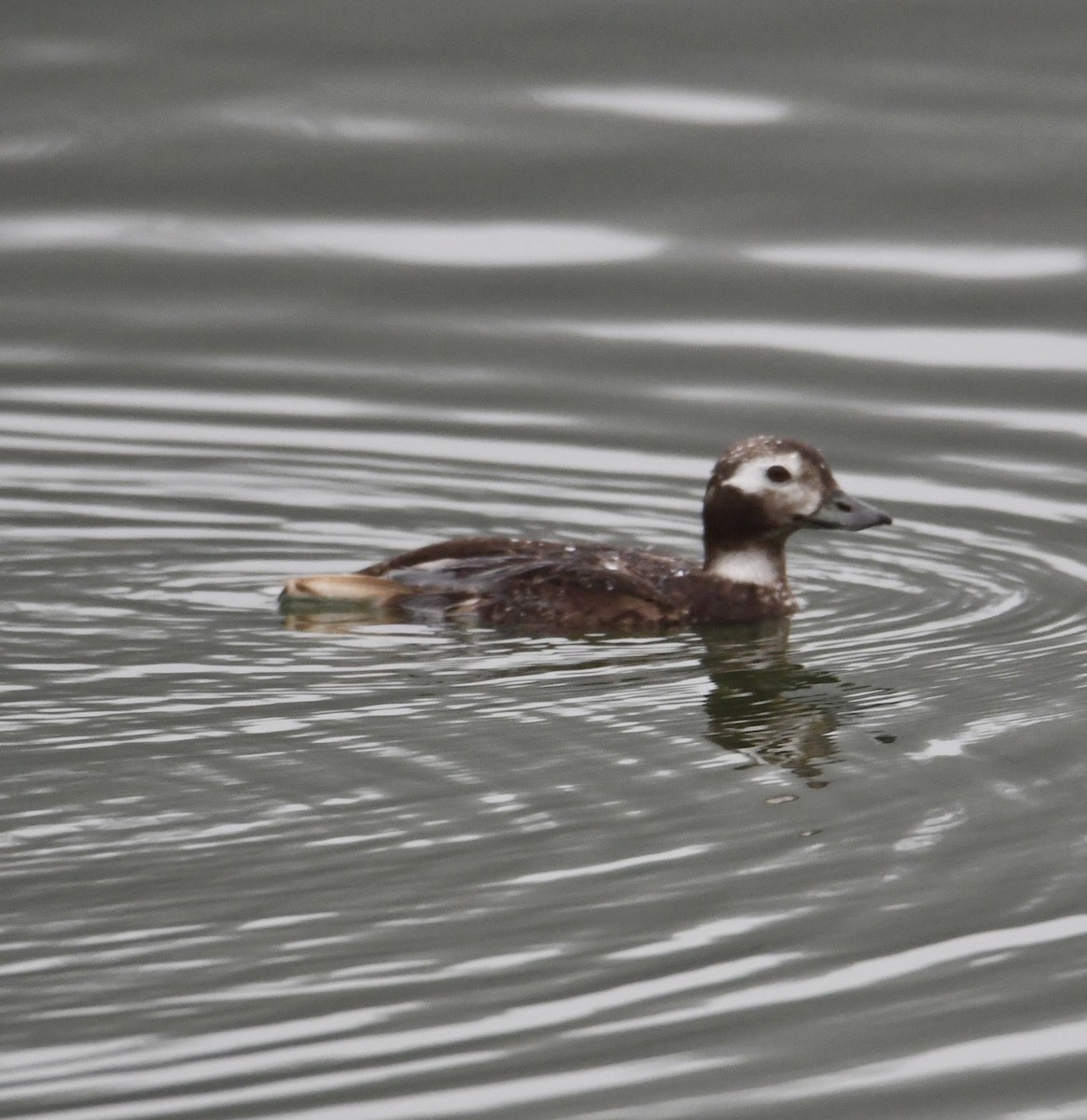 Long-tailed Duck - ML621855932