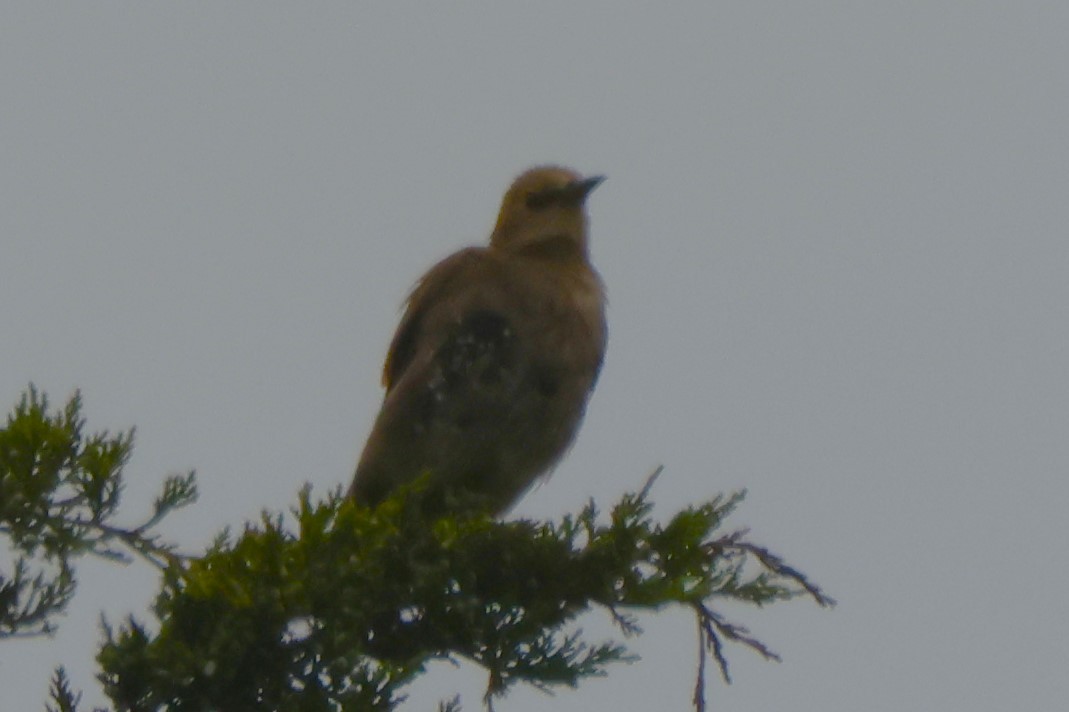 Mourning Dove - ML621855964