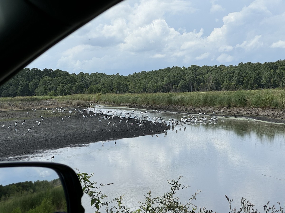 Wood Stork - ML621855978