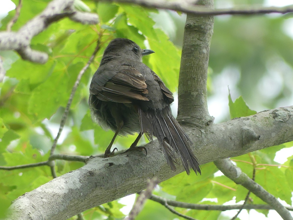 Gray Catbird - Cindy Sherwood