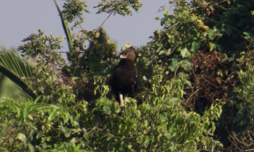 Long-crested Eagle - ML621856045