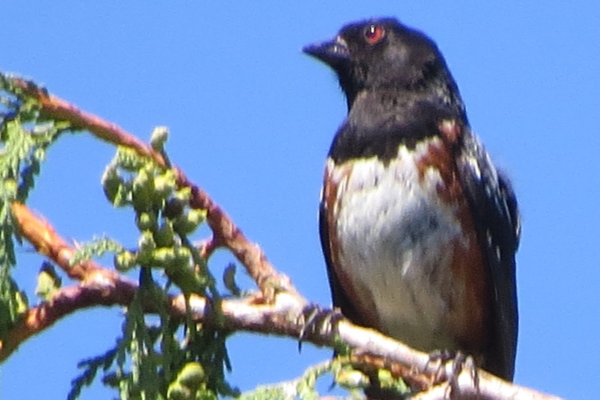 Spotted Towhee - ML621856063