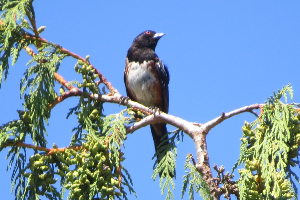 Spotted Towhee - ML621856064