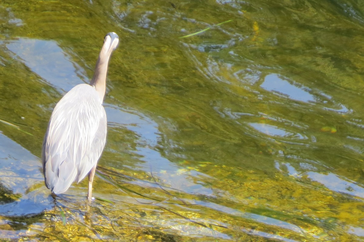 Great Blue Heron - ML621856081