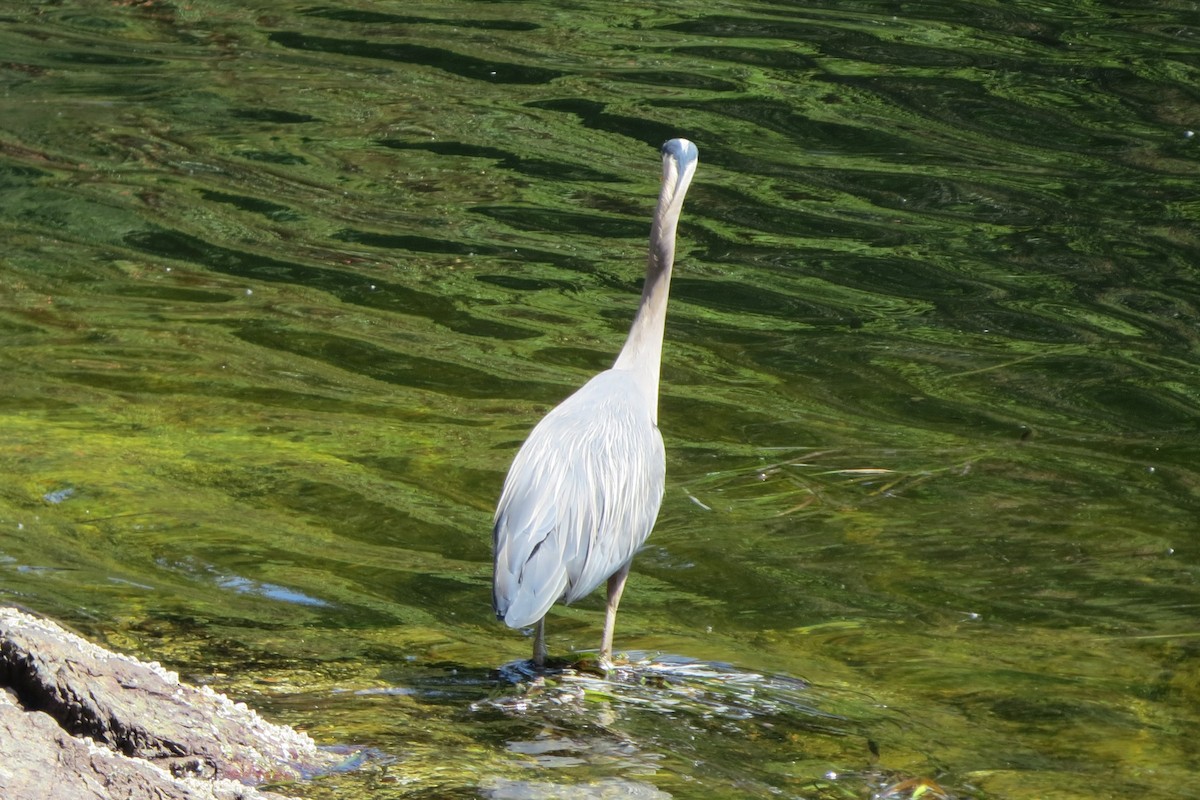 Great Blue Heron - ML621856082